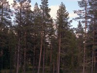29679 : SvK 14 Gällivare--Storuman, Svenska järnvägslinjer